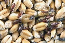 PHOTO BY FOOD PROTECTION SERVICES Lesser grain borer residing in a boot pit may comingle with clean incoming grain.