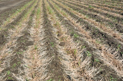 Furrows of bleached-looking leaves of winter wheat damaged by pink snow mold in a Prescott, Wash., field.