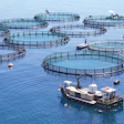 Fish Farm