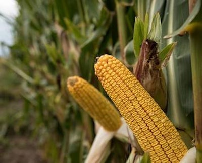 Golden Harvest corn