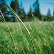 Grass CU2
