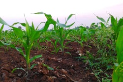 Growing Corn