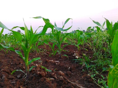 Growing Corn