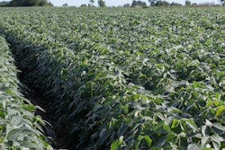 High Oleic Soybeans 1 Photo Credit United Soybean Board