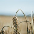 Limp Wheat