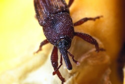 via Wikimedia Commons