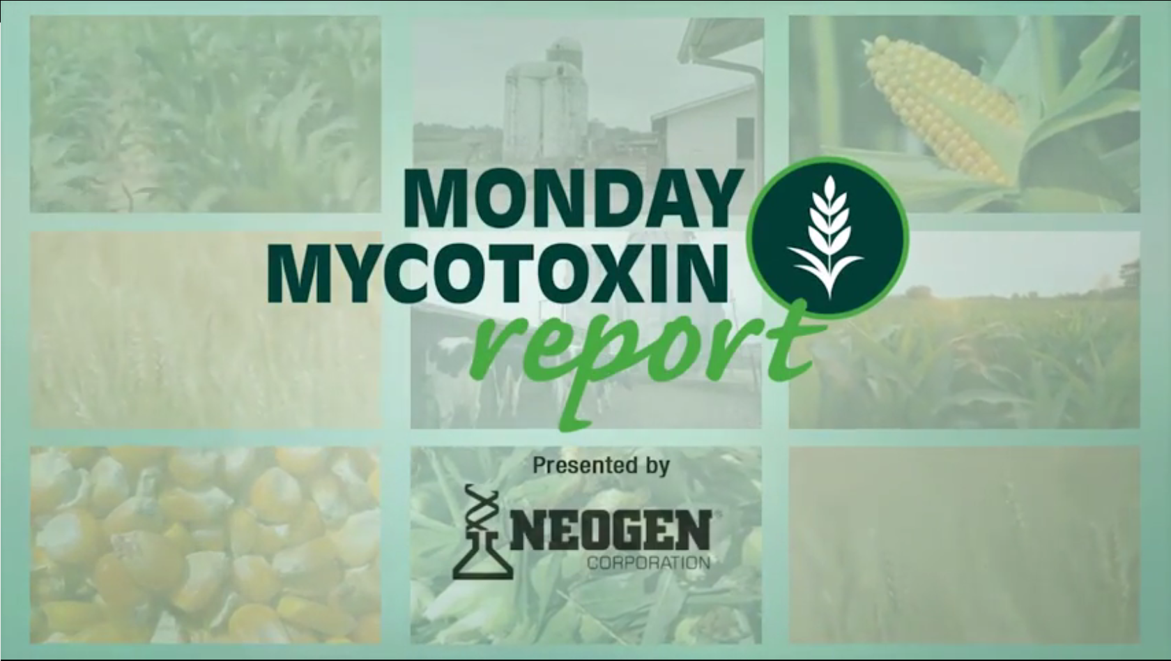 周一 Mycotoxin