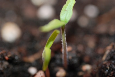 Seedlings Pantent