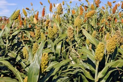 Sorghum Image d3631 1