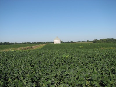 Soybean field