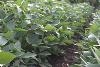 Soybeans row