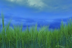 Storm Wheat