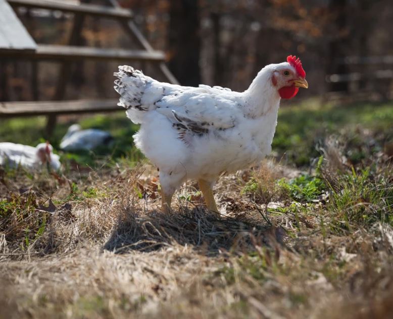 Photo: cooksventure.com