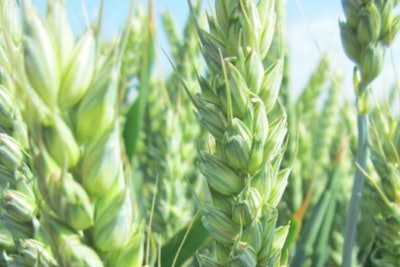 Syngenta Hybrid Wheat Lead