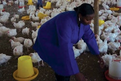 坦桑尼亚 Elizabeth 01