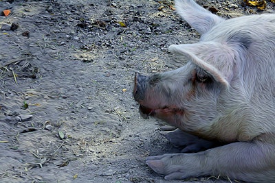 Tired pig