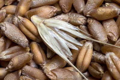 Wheat closeup