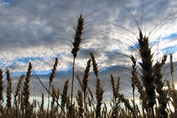 Wheat under clouds