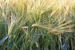 Winter wheat