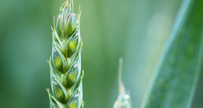 Young wheat