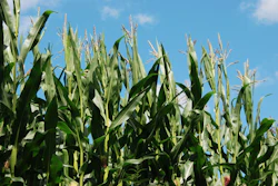 Agriculture 1423039 960 720