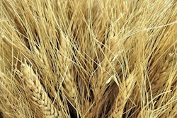 Canadian wheat 943707 960 7201