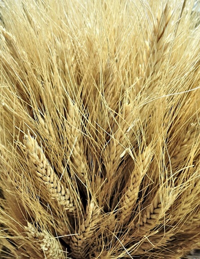 Canadian wheat 943707 960 7201
