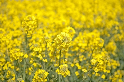 Canola 1387915 960 720