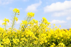 Canola 4029105 960 720