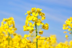 Canola