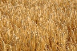 Cereals 1305735 340