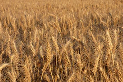 Cereals 1569667 960 720
