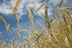 Cereals 228726960720