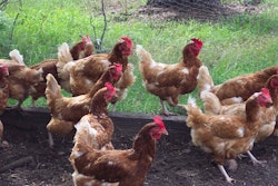 Chicken 14427 960 720