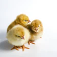Chicken 2924186 960 720