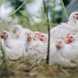 Chicken 4474176 1920