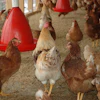 Chicken coop 245745