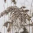 Cold wheat