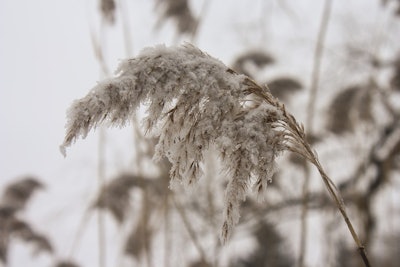 Cold wheat