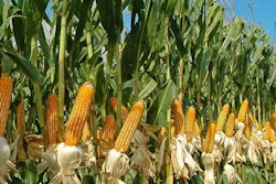 Content cornstalks