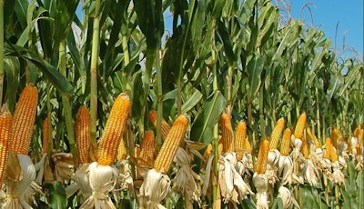 Content cornstalks