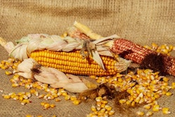 Corn 1725636 960 720