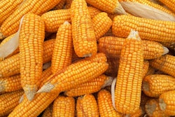 Corn 1726017 960 7201