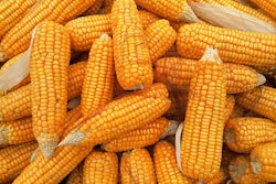 Corn 1726017 3401