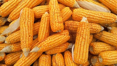 Corn 1726017 3401