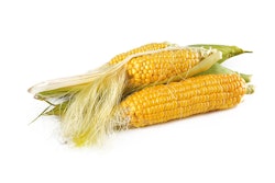 Corn 1751321 960 720