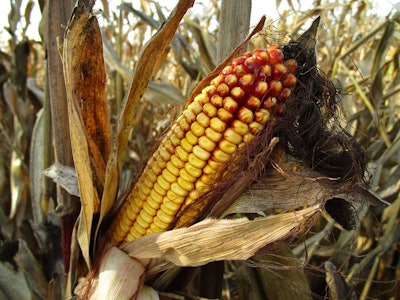 Corn 1794085 960 7201