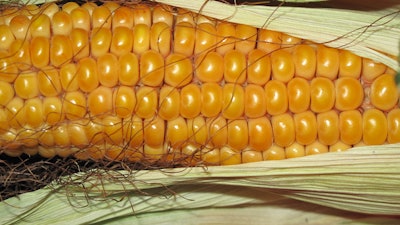 Corn 190014