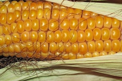 Corn 190014 340