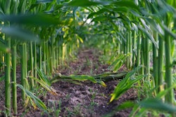 Corn 3508552 960 720
